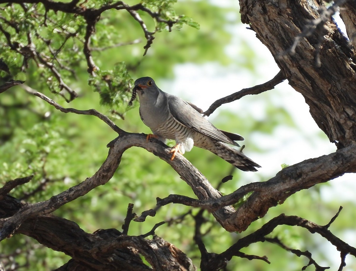 Coucou africain - ML645051600