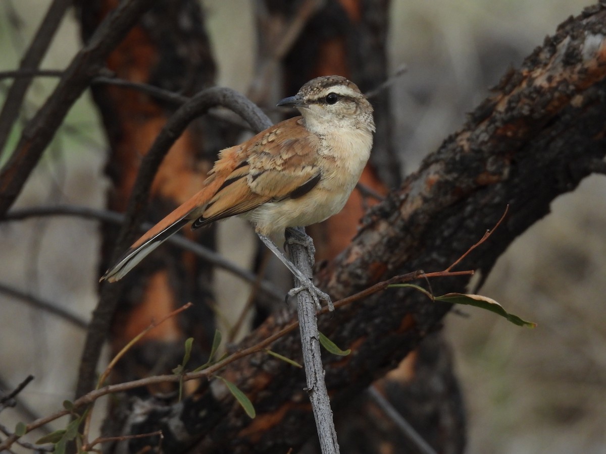 Kalahari Scrub-Robin - ML645051627