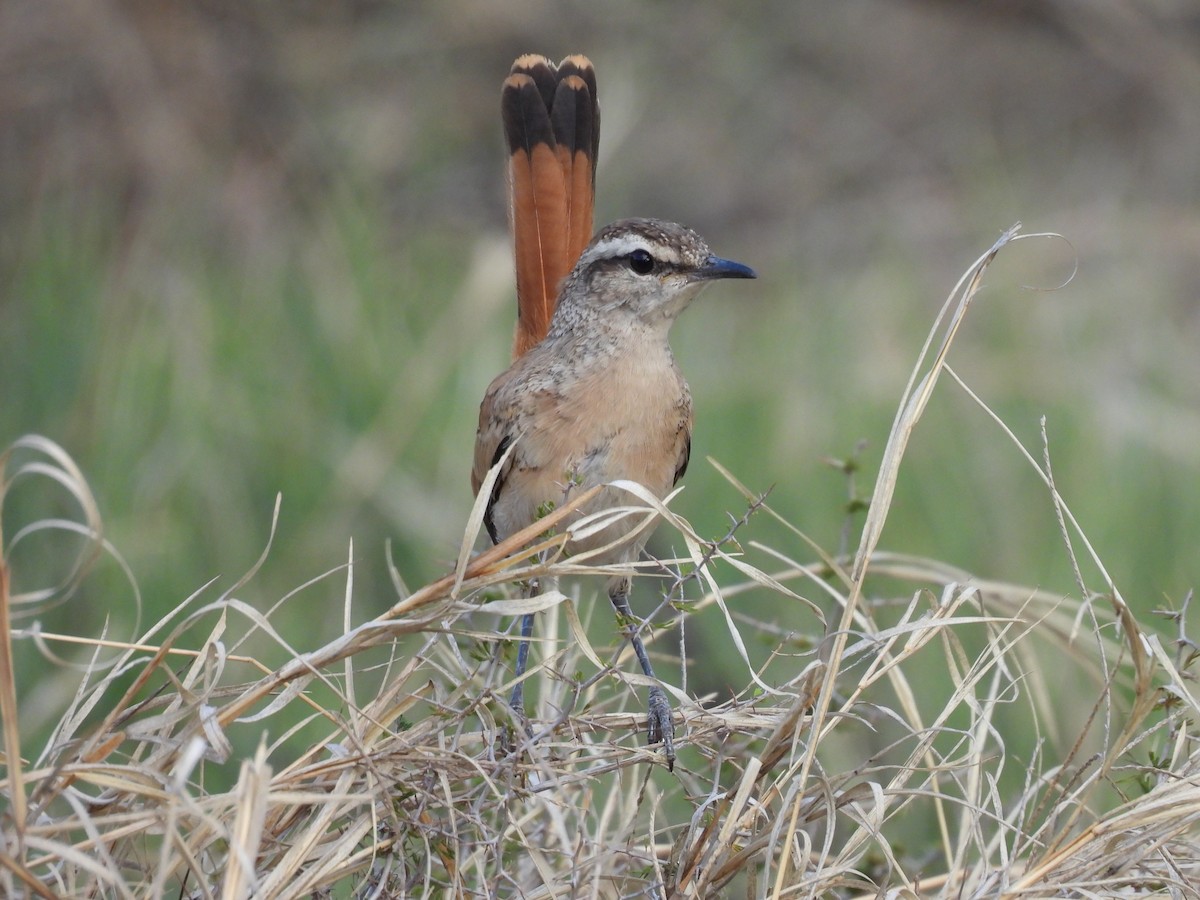 Kalahari Scrub-Robin - ML645051628