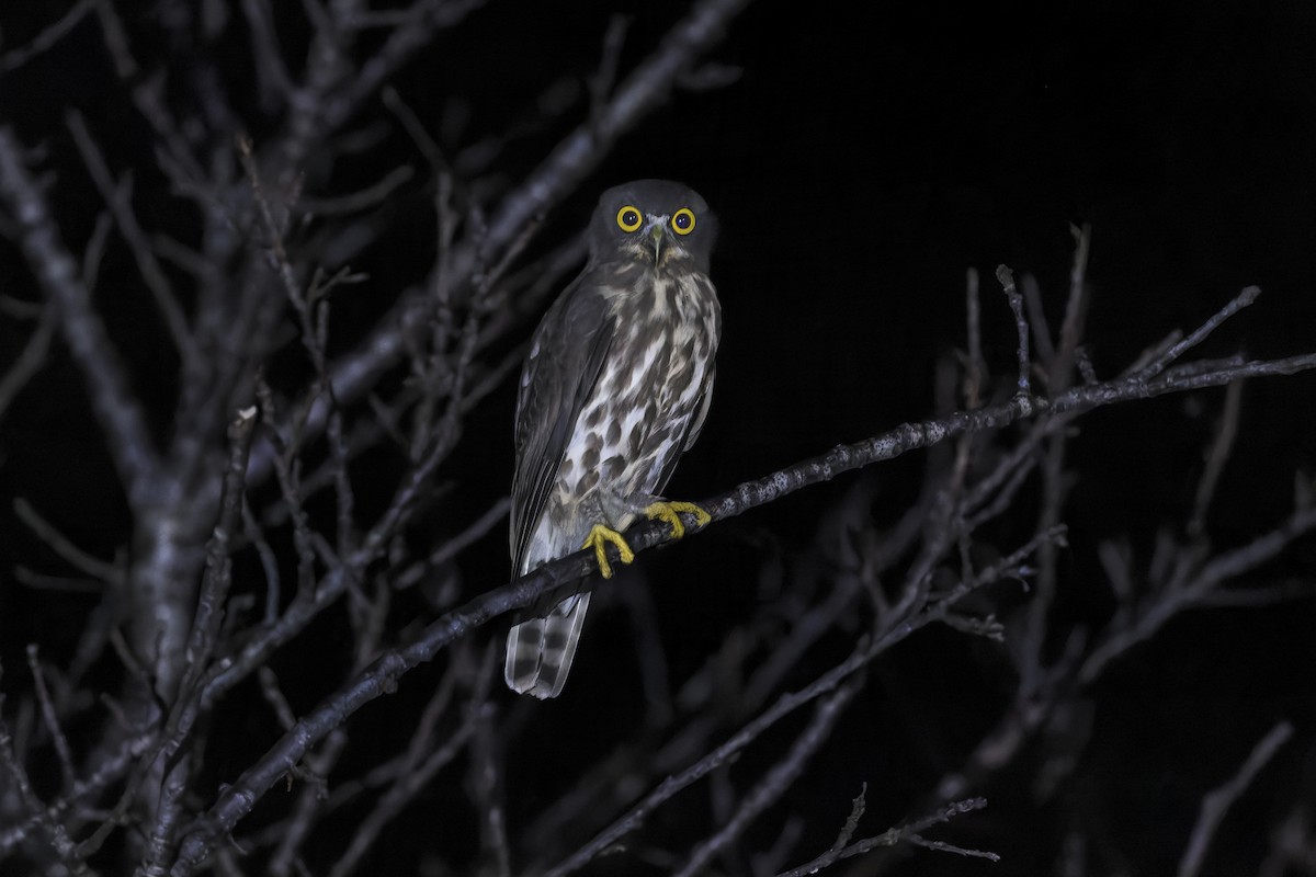 falkugle - ML645051633