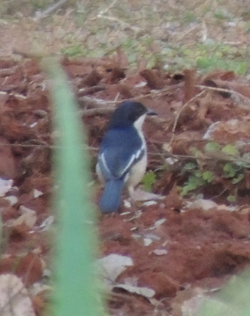 Tropical Boubou - ML645051642