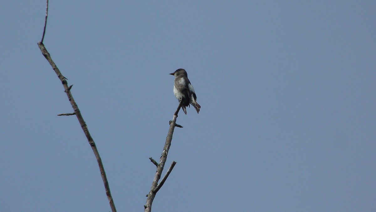 Olivflanken-Schnäppertyrann - ML645051664