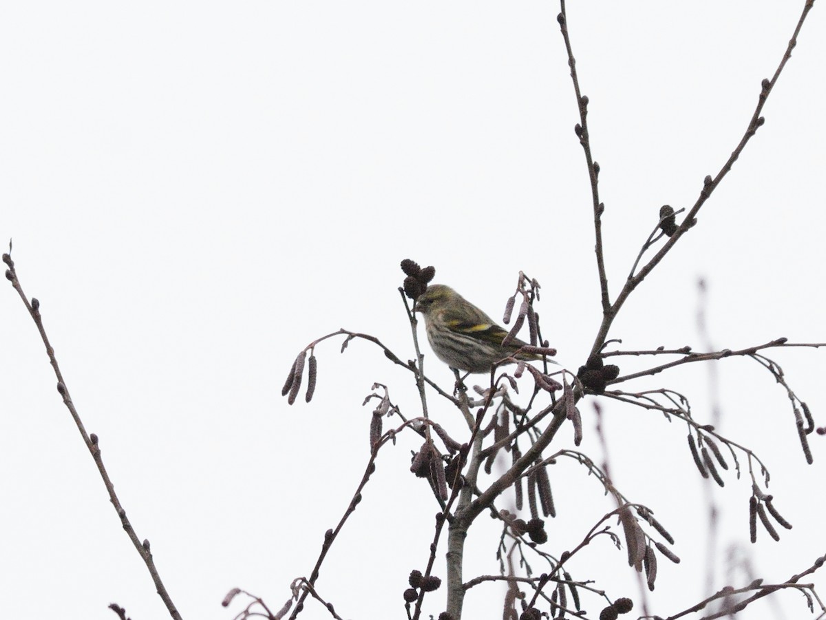 Eurasian Siskin - ML645051668