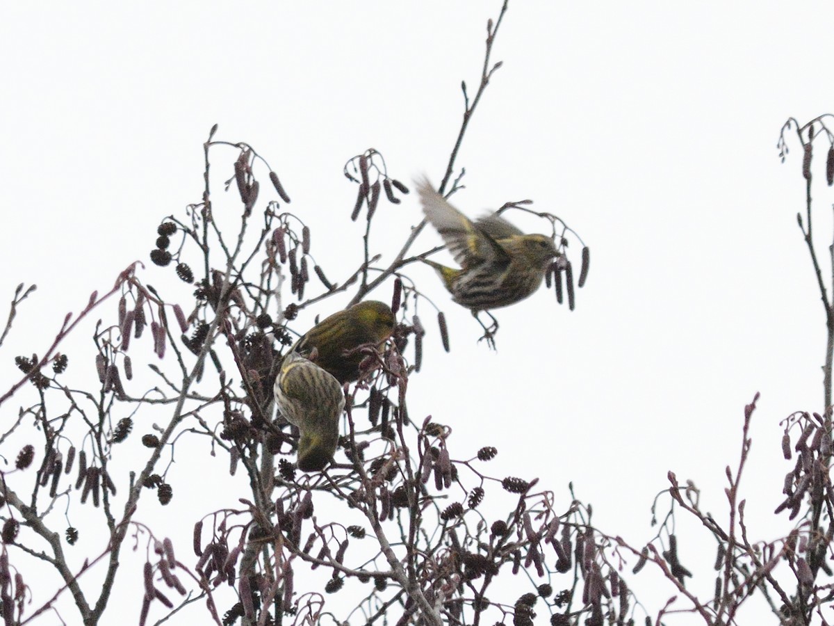 Eurasian Siskin - ML645051669