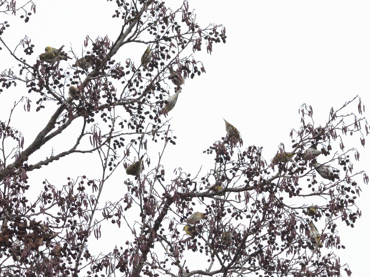 Eurasian Siskin - ML645051670