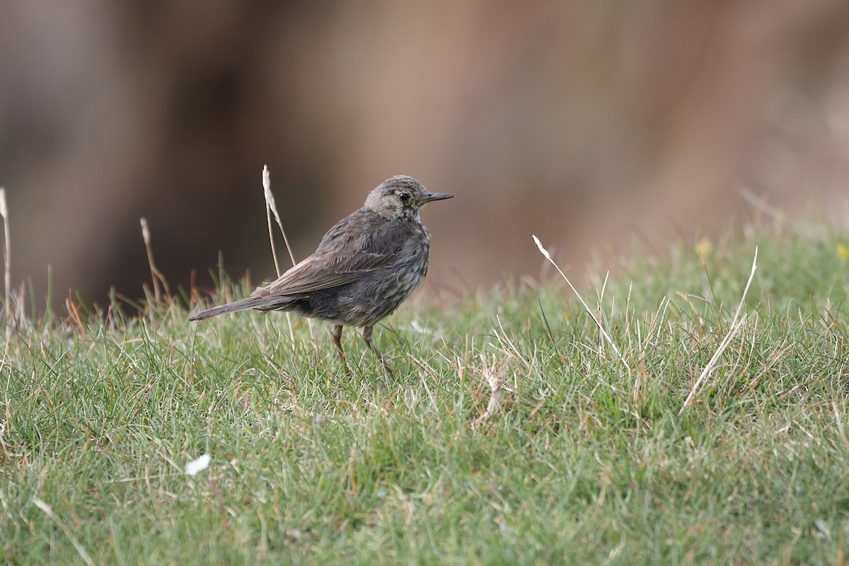Rock Pipit - ML645051671