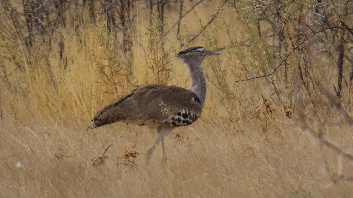 Дрофа-кори - ML645051672