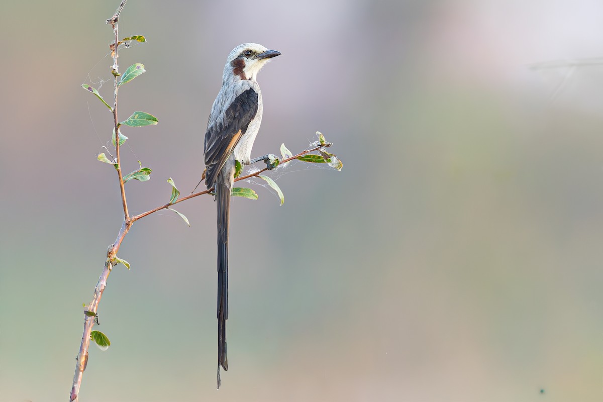 Streamer-tailed Tyrant - ML645051673