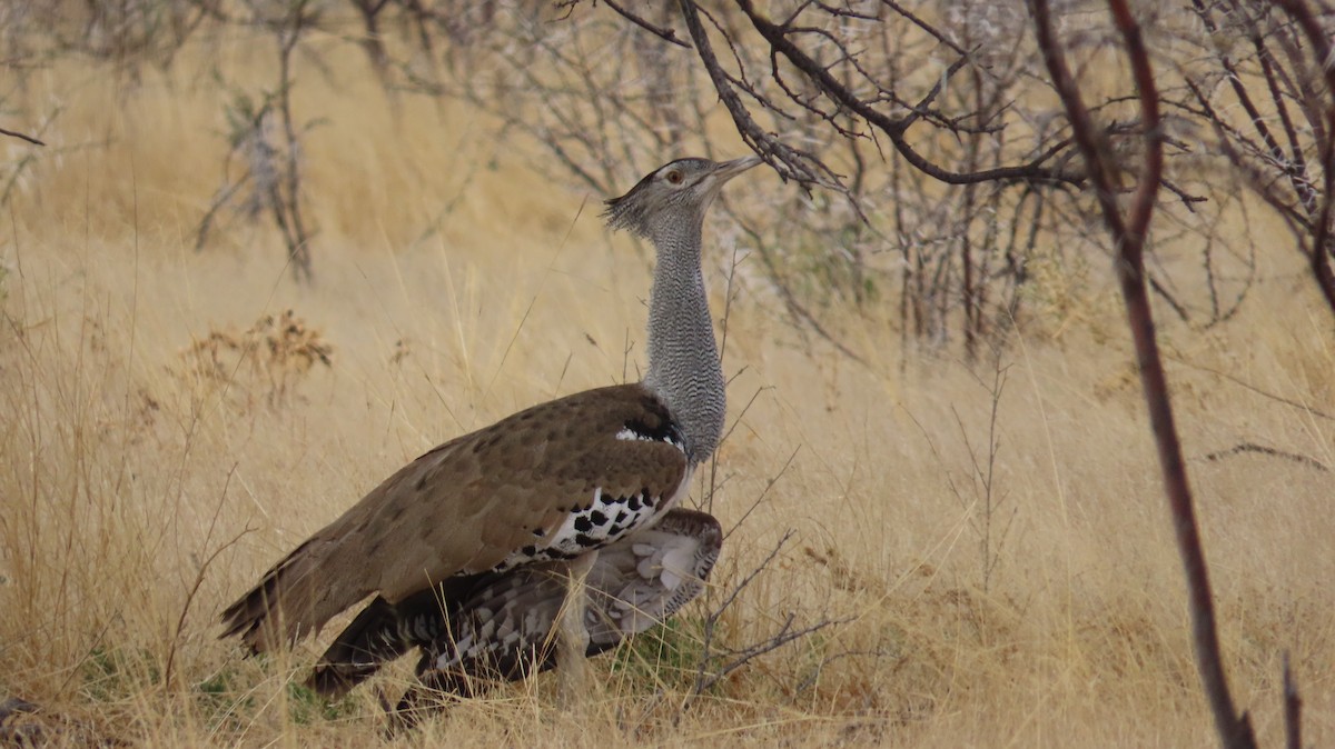 Дрофа-кори - ML645051674