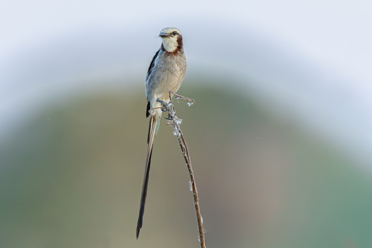 Streamer-tailed Tyrant - ML645051675