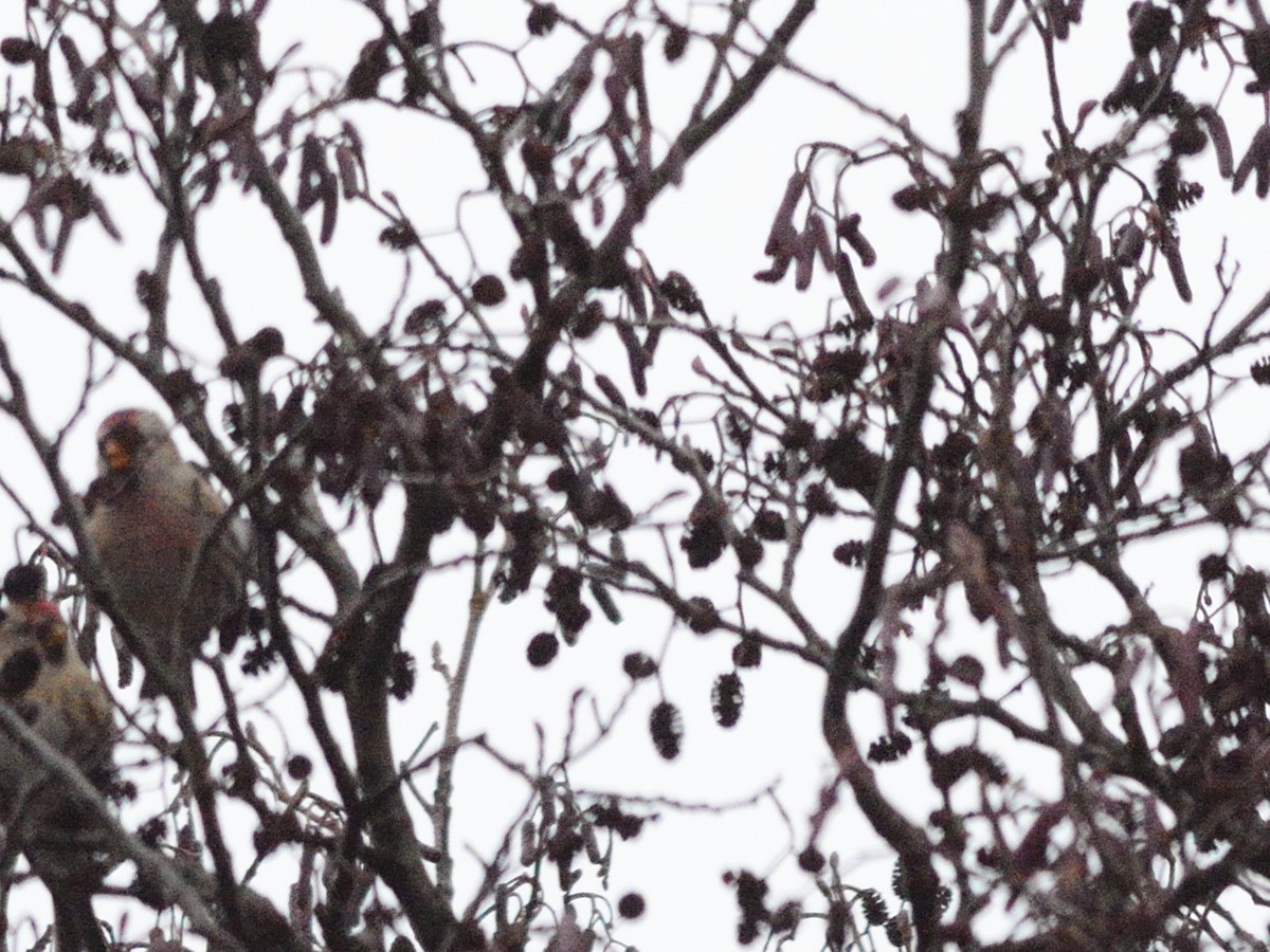 Redpoll (flammea) - ML645051676