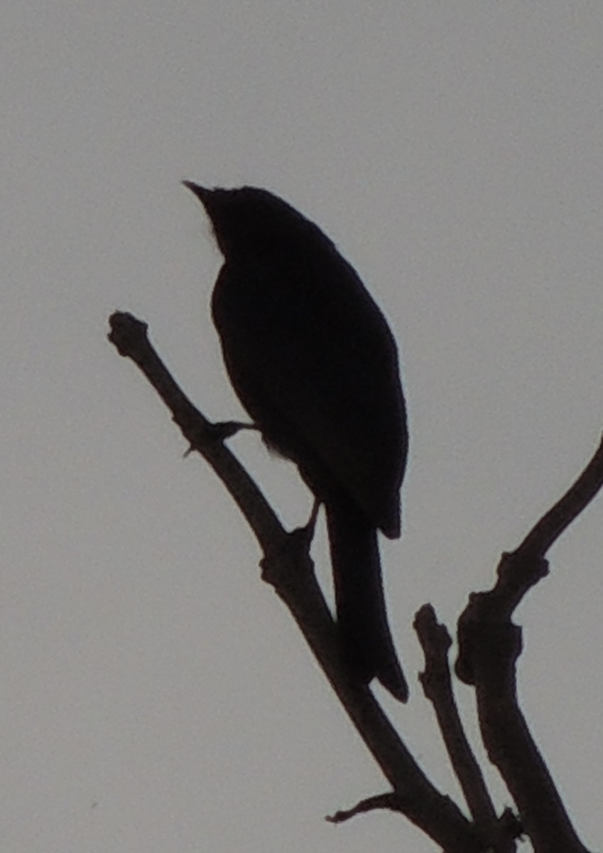 drongo africký - ML645051680
