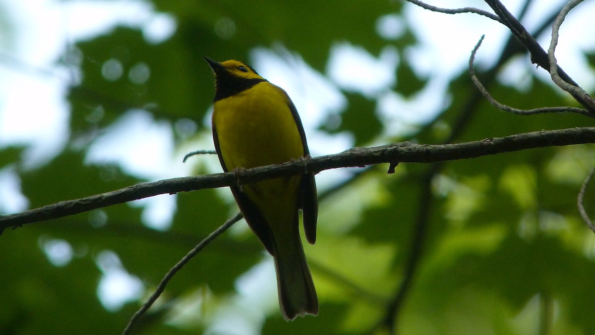 Болотянка чорногорла - ML645051682