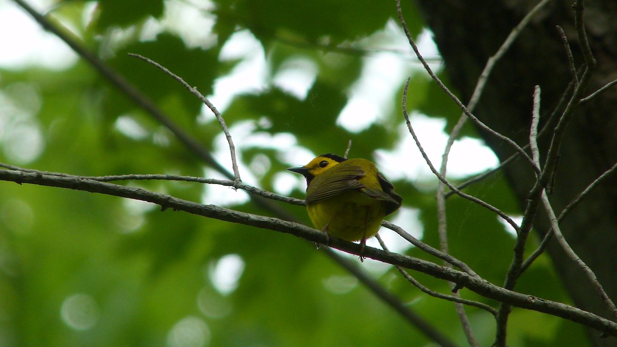 Болотянка чорногорла - ML645051683