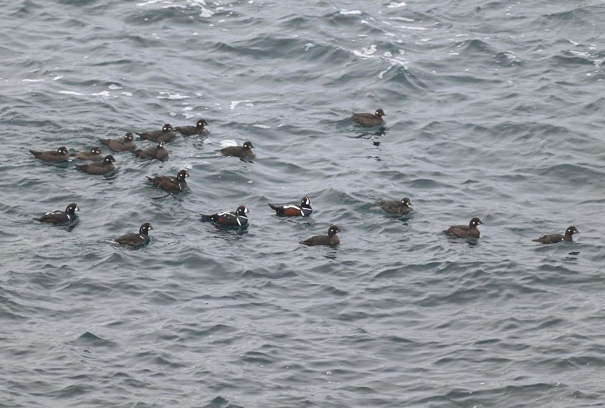 Ahate arlekina - ML645051693