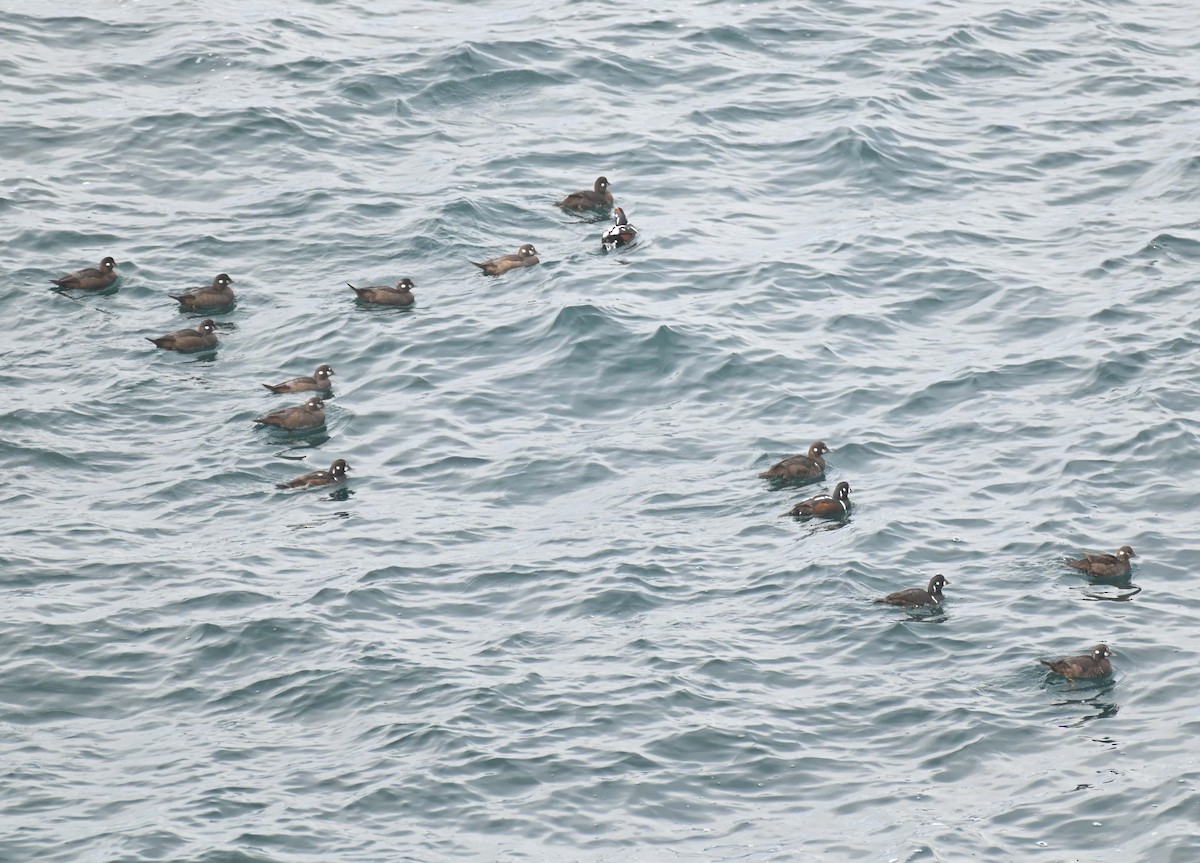 Ahate arlekina - ML645051694