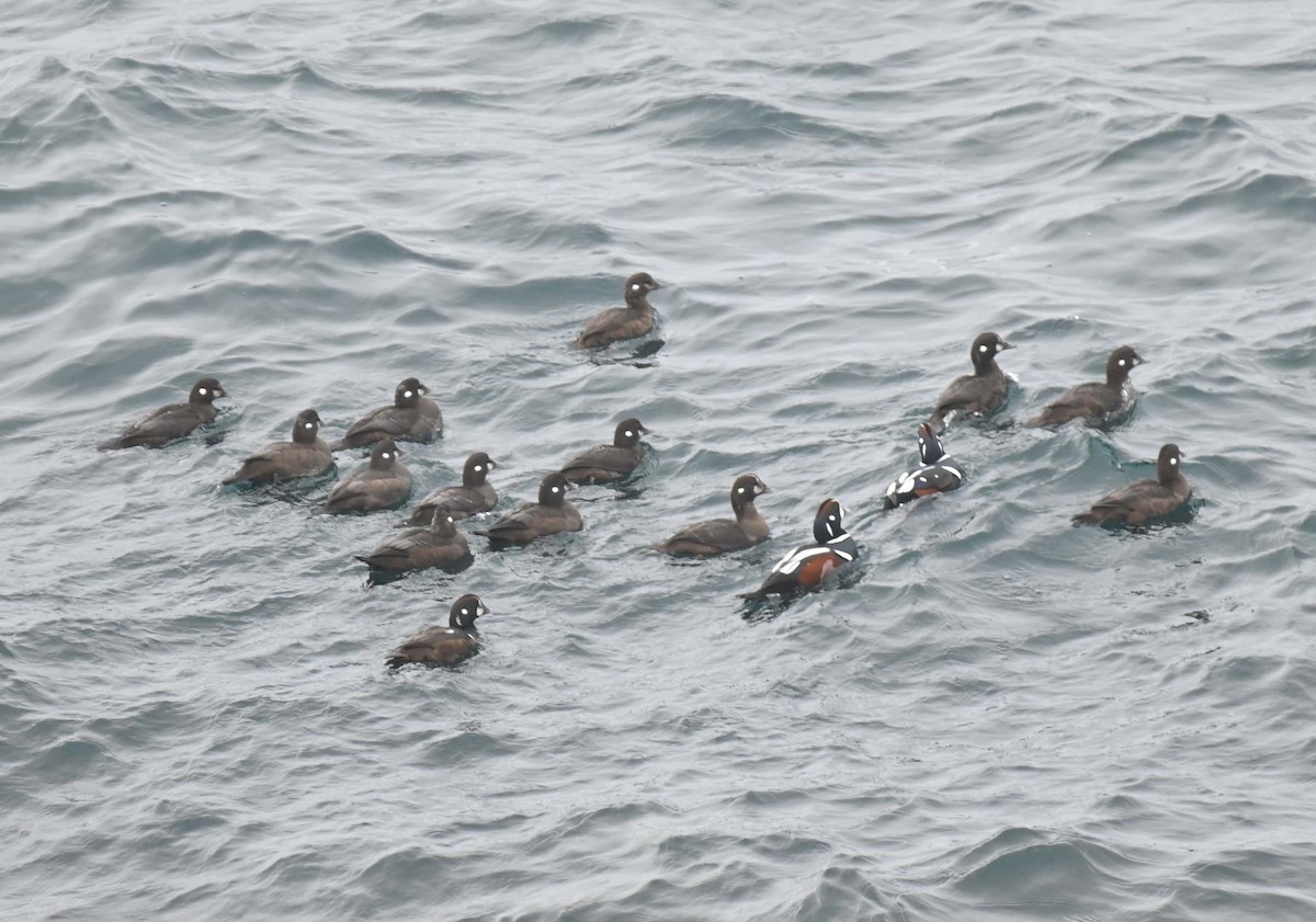 Ahate arlekina - ML645051695