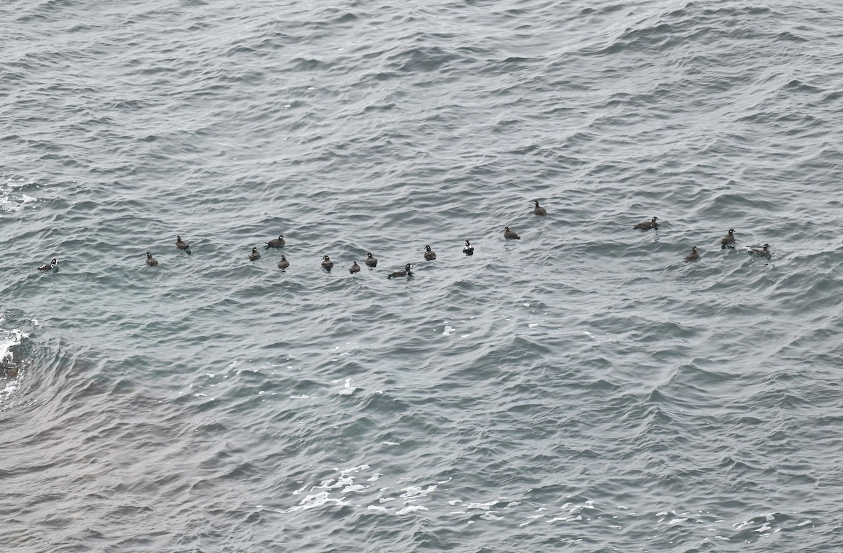 Ahate arlekina - ML645051696