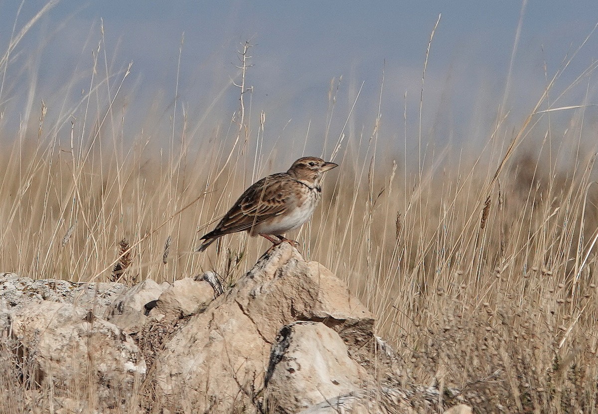 Kalanderlerche - ML645051704