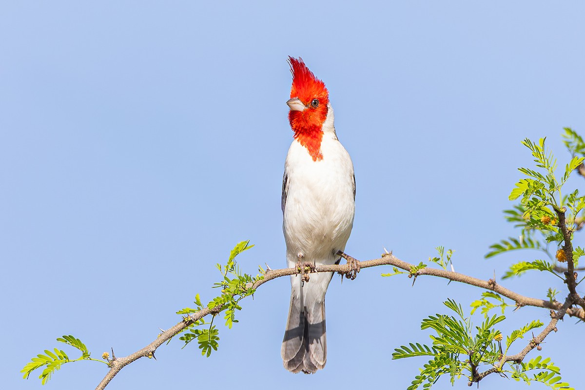 Red-crested Cardinal - ML645051705