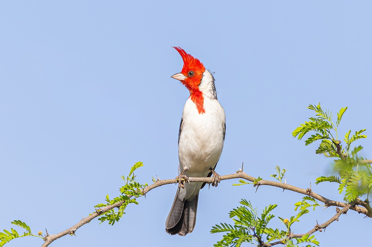 Red-crested Cardinal - ML645051706