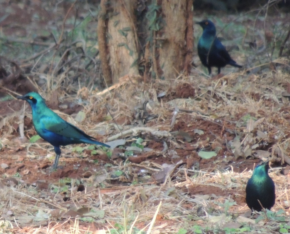 blåøreglansstær - ML645051710