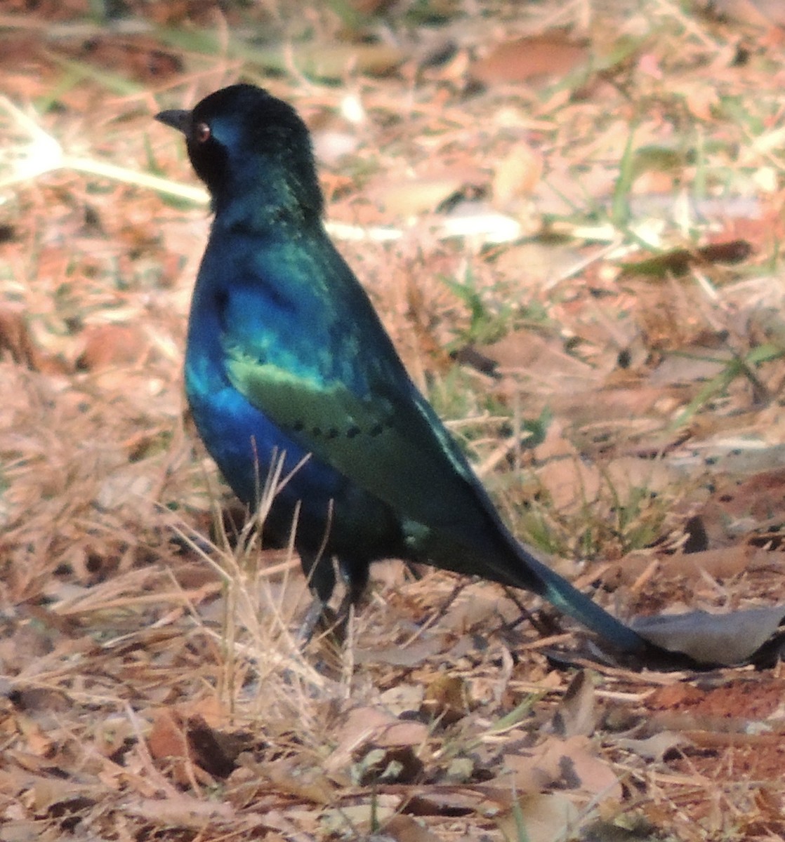 blåøreglansstær - ML645051711