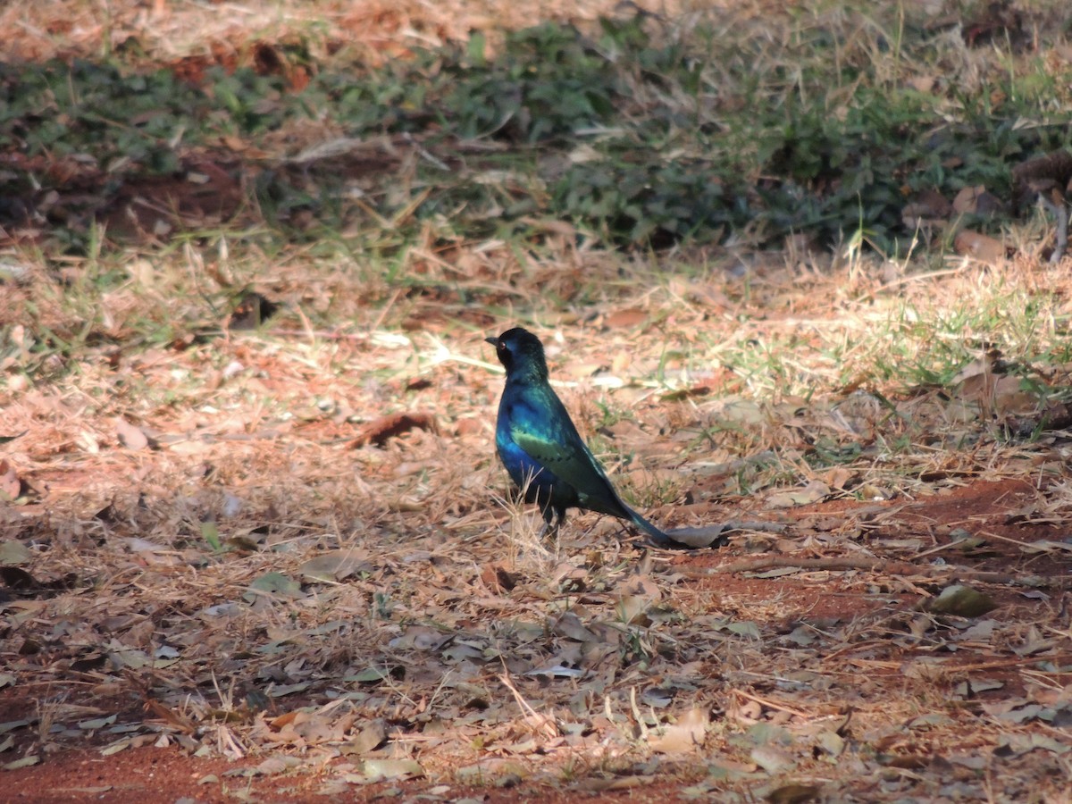 blåøreglansstær - ML645051712