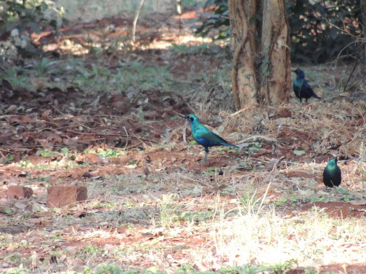 blåøreglansstær - ML645051713