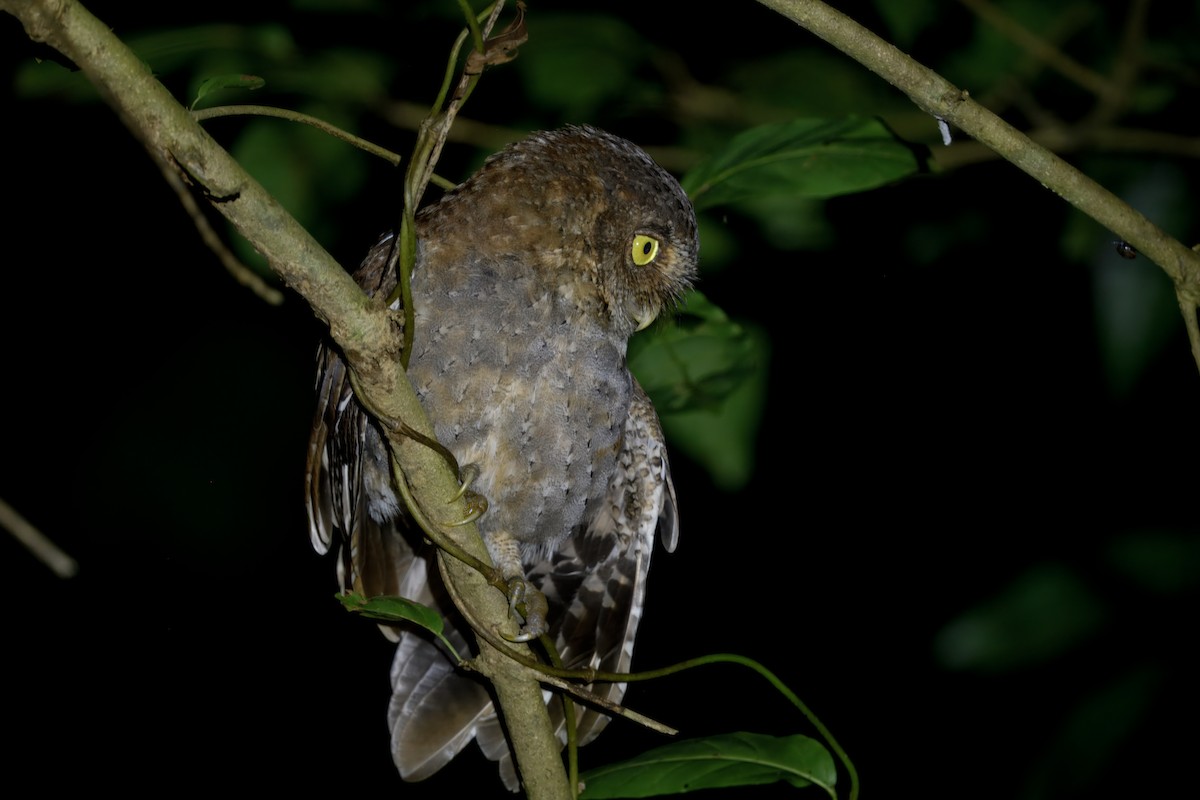 Andaman İshakkuşu - ML645051715