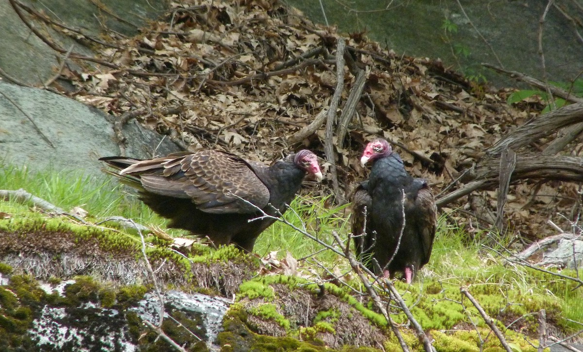 Truthahngeier - ML645051716