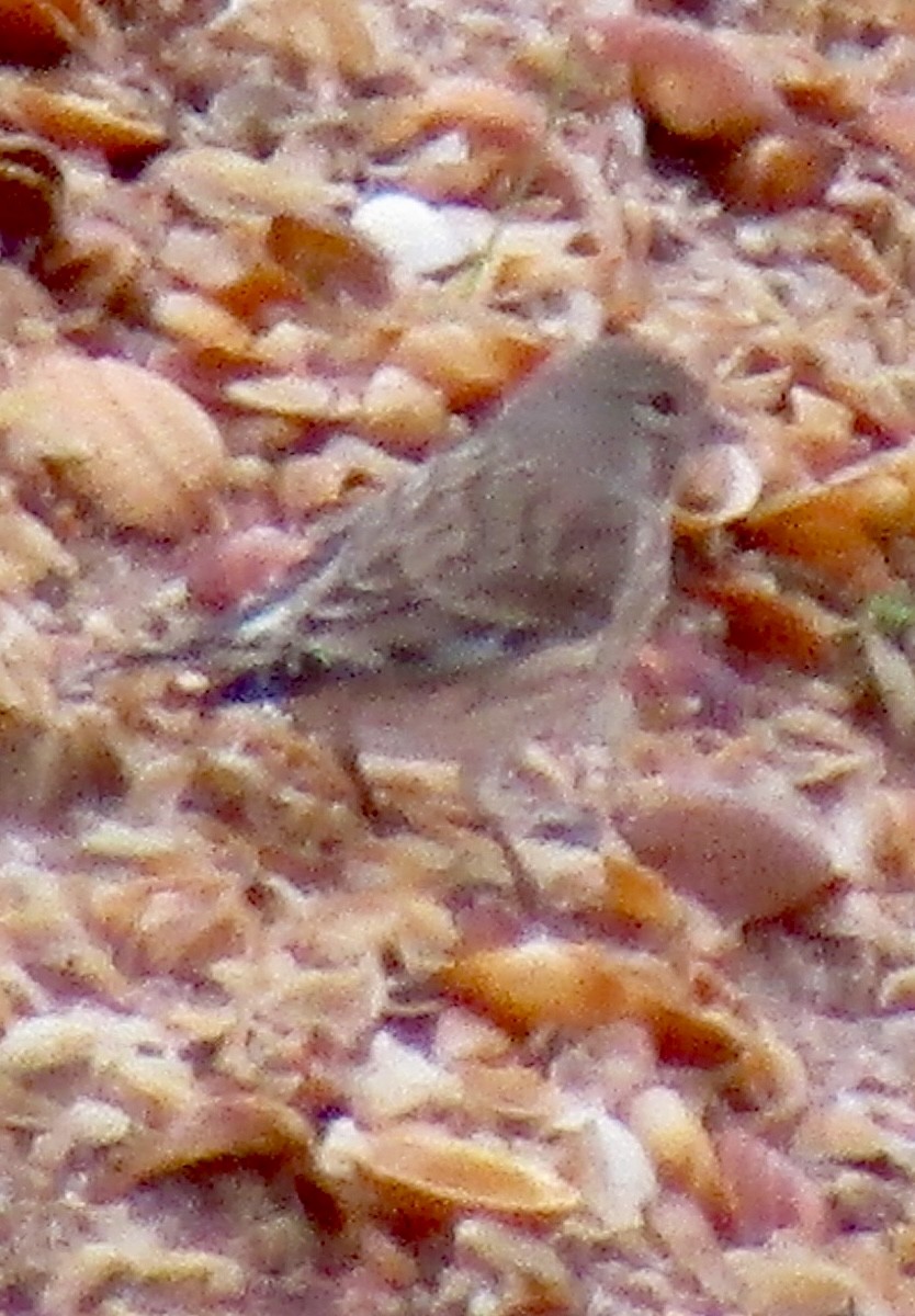 Алтан цэгцүүхэй - ML645051718