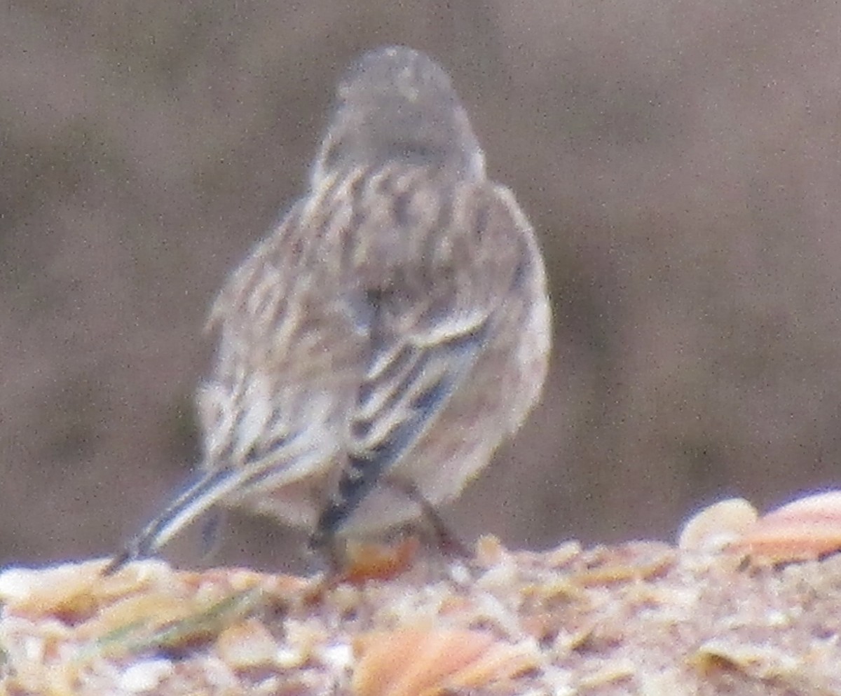 Алтан цэгцүүхэй - ML645051719