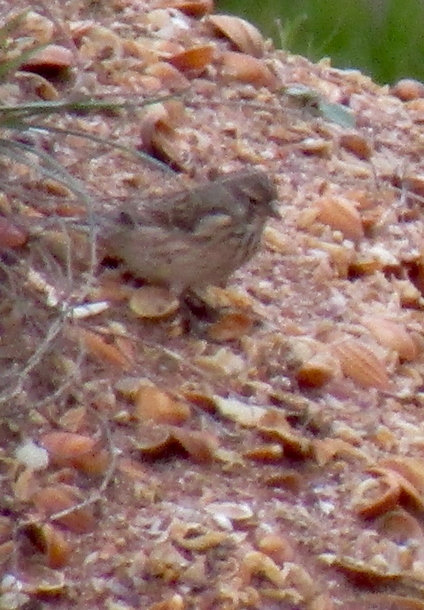 Алтан цэгцүүхэй - ML645051720