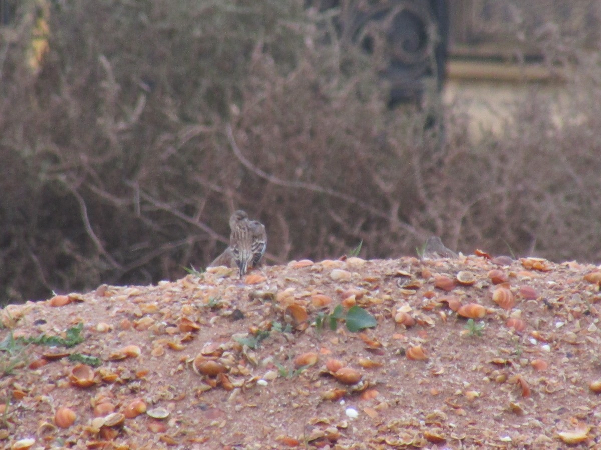 Алтан цэгцүүхэй - ML645051721