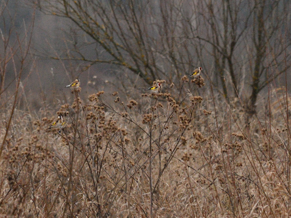 European Goldfinch - ML645051728