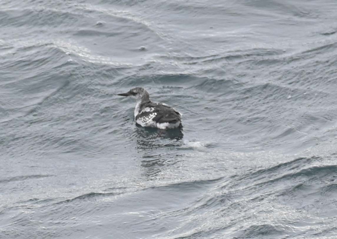 אוריה שחורה - ML645051748