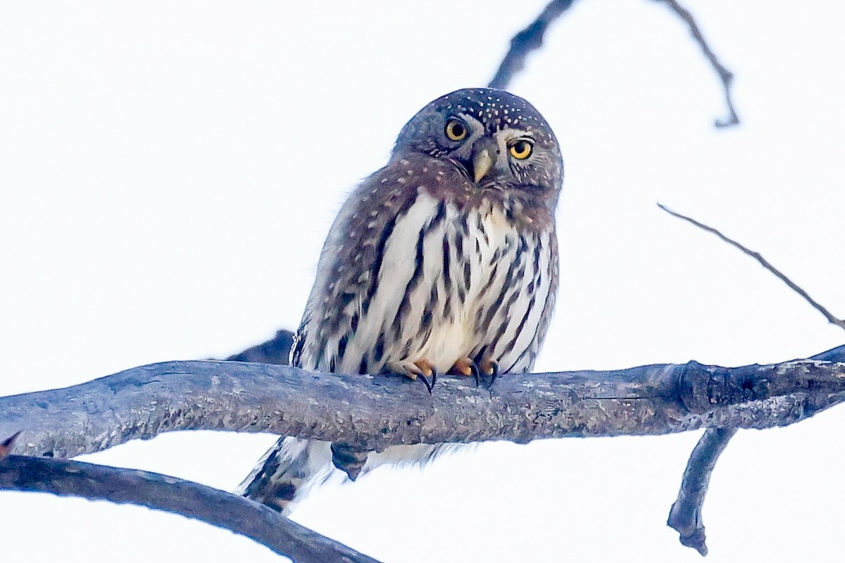 Northern Pygmy-Owl - ML645051750