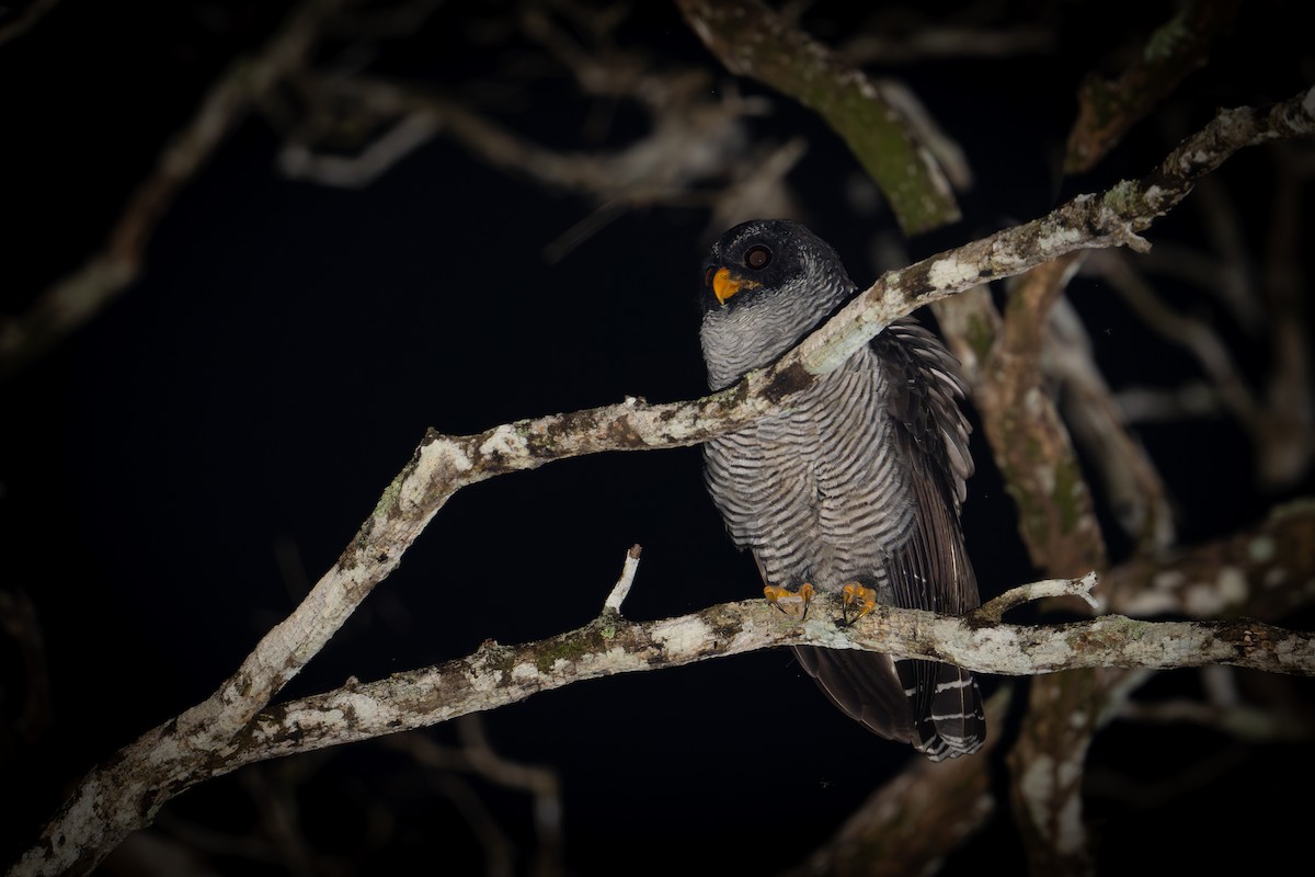 Black-and-white Owl - ML645051752