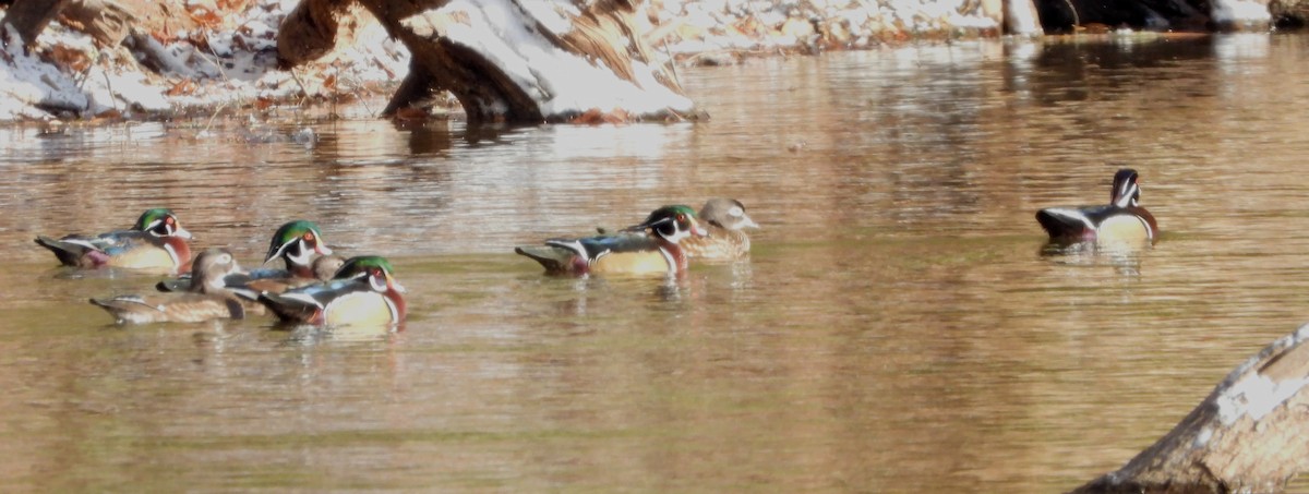 Anatra sposa - ML645051755