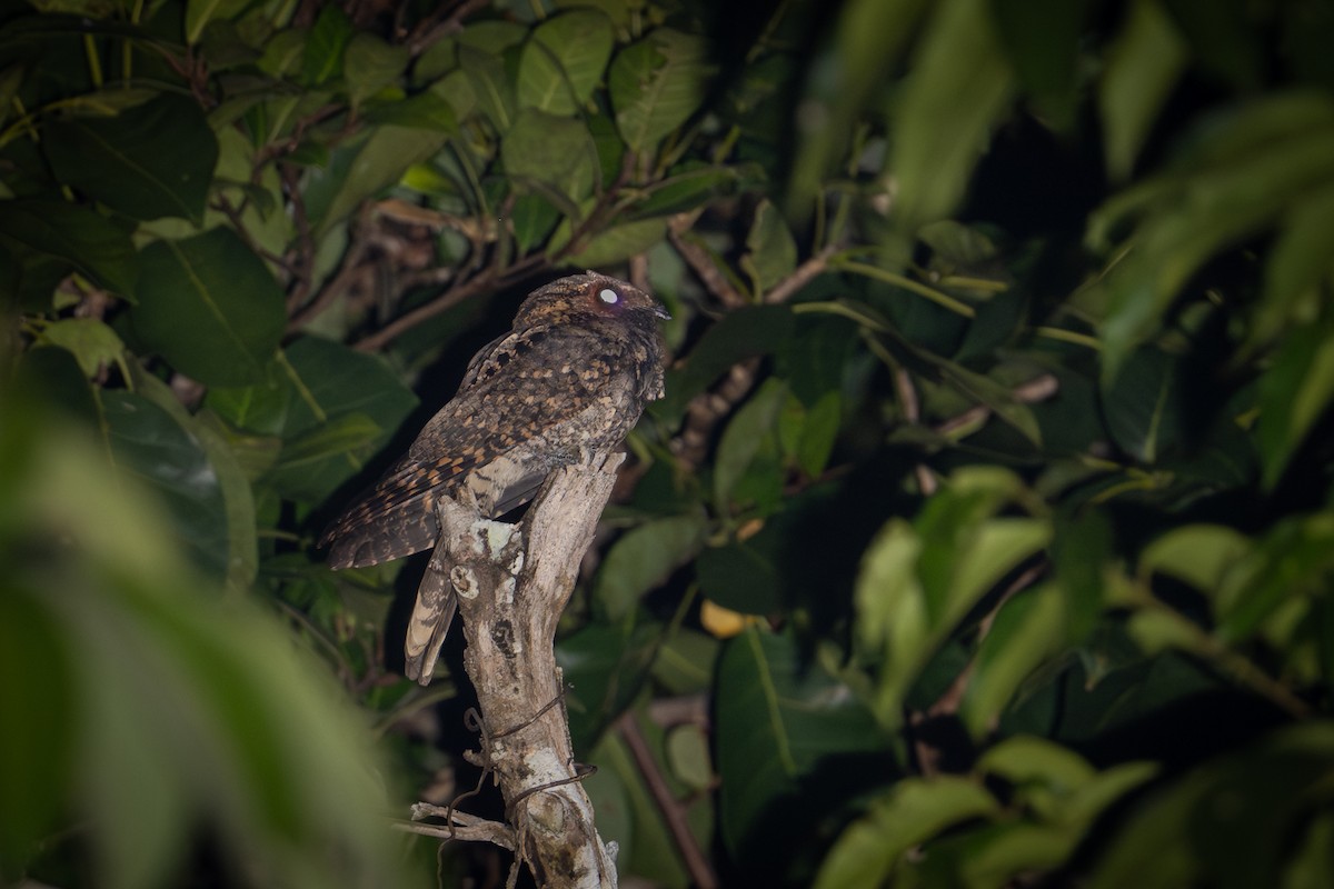 Eastern Whip-poor-will - ML645051756