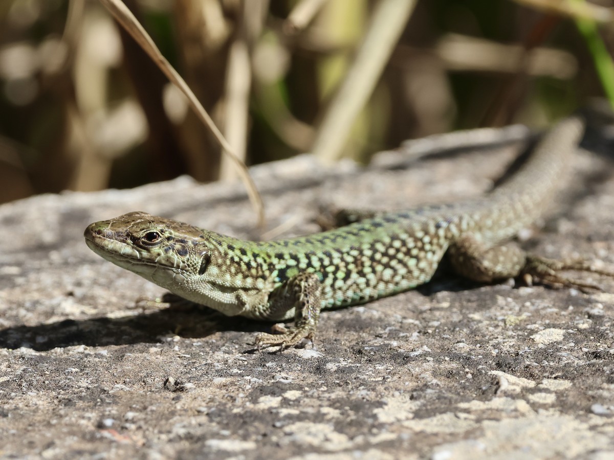 Italian Wall Lizard - ML645051765