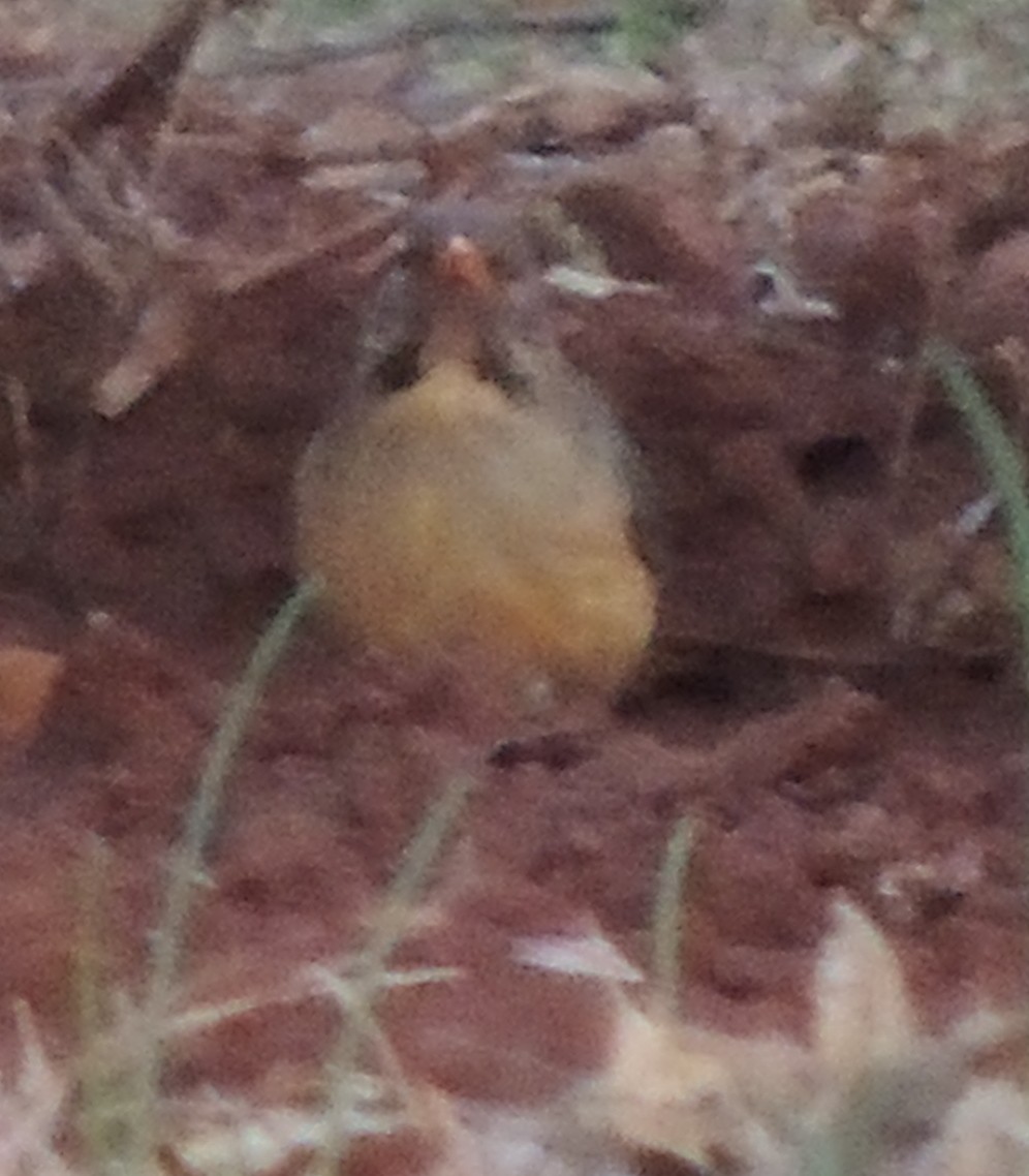 drozd rudozobý - ML645051768