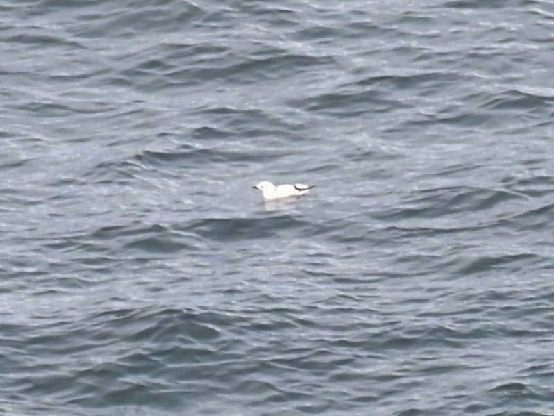 אוריה שחורה - ML645051771