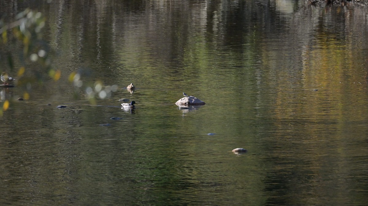 Bergeronnette grise - ML645051774