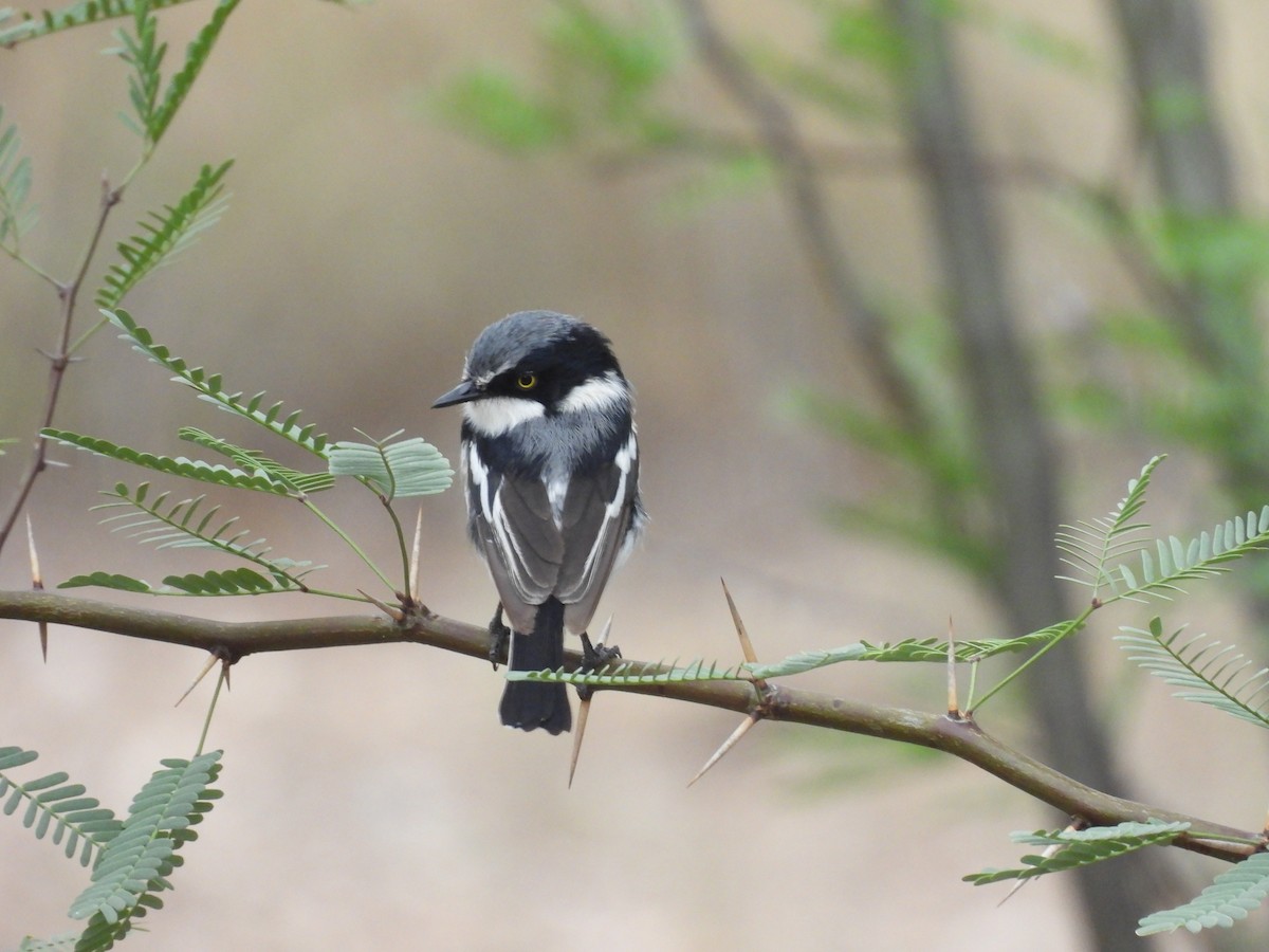 Pririt Batis - ML645051789