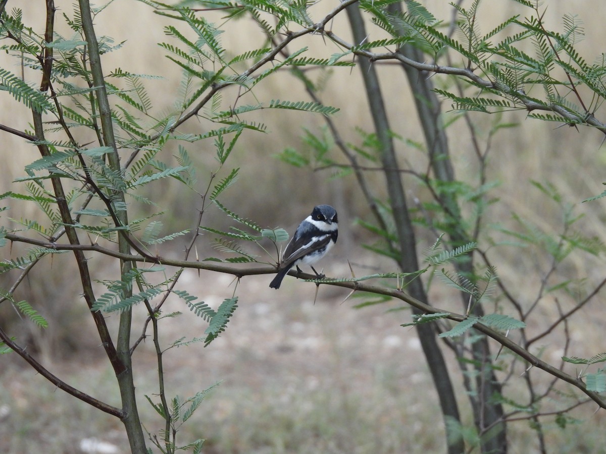 Pririt Batis - ML645051790