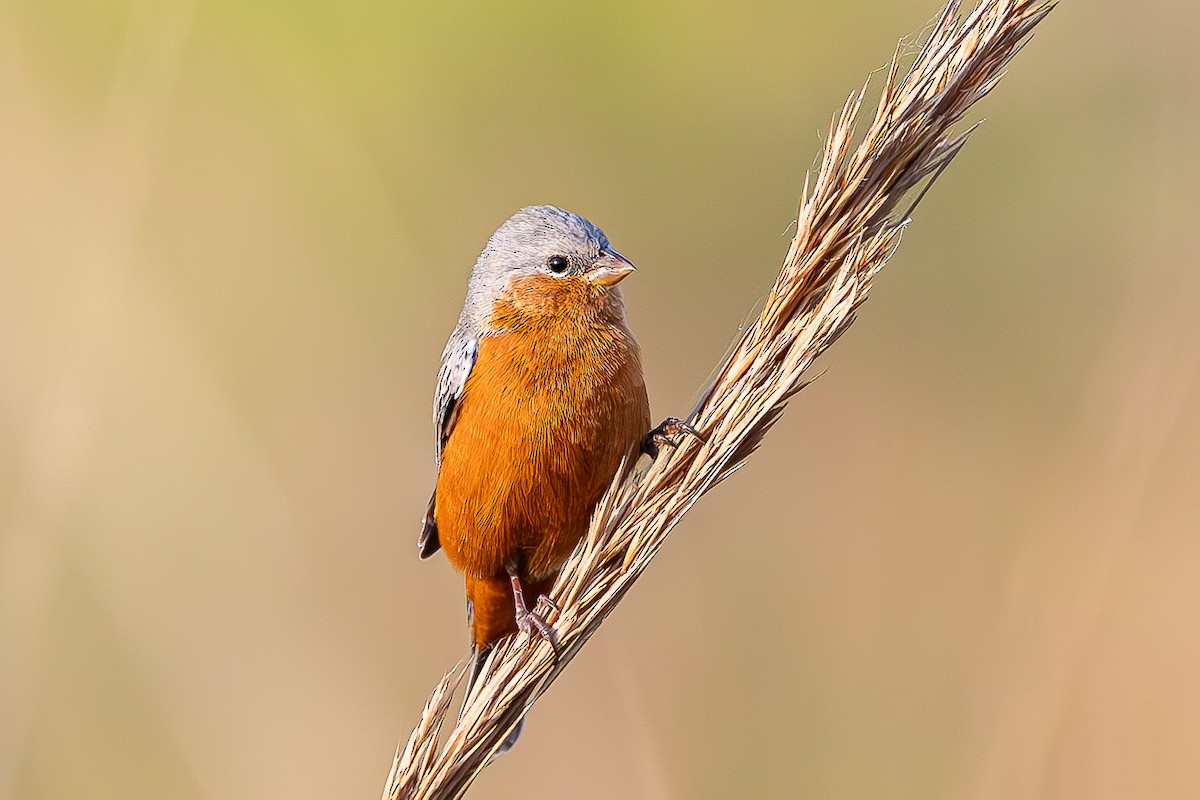 Rufous-rumped Seedeater - ML645051792