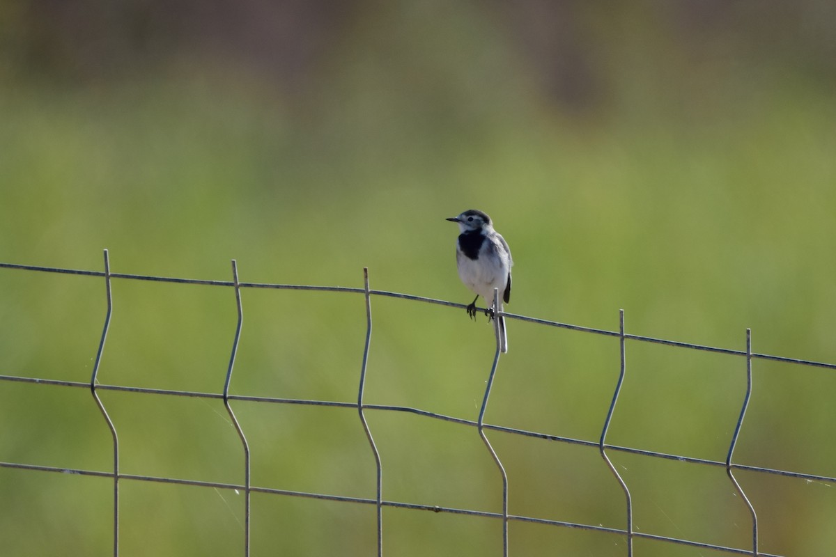 Bergeronnette grise - ML645051793