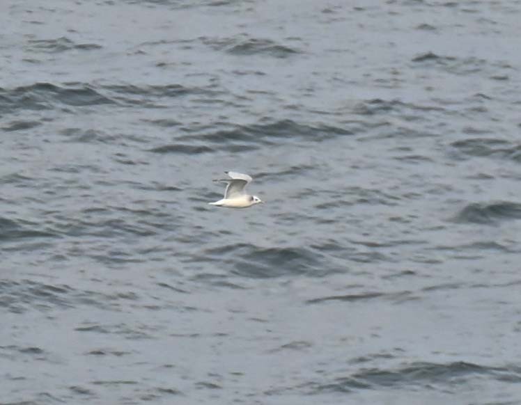 Kara Ayaklı Martı - ML645051794